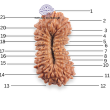 Load image into Gallery viewer, 21 Mukhi Indonesian Rudraksha - Bead No. 164
