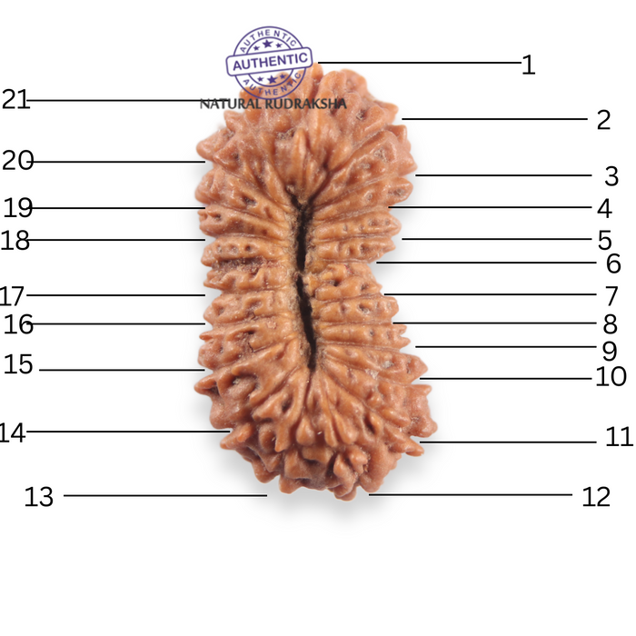 21 Mukhi Indonesian Rudraksha - Bead No. 164