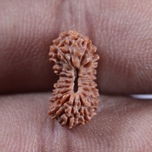 Load image into Gallery viewer, 21 Mukhi Indonesian Rudraksha - Bead No. 164
