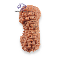 Load image into Gallery viewer, 21 Mukhi Indonesian Rudraksha - Bead No. 164

