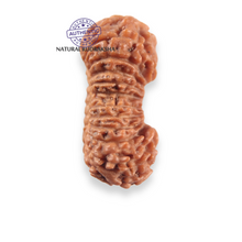 Load image into Gallery viewer, 21 Mukhi Indonesian Rudraksha - Bead No. 164
