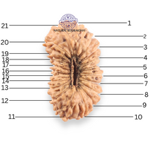 Load image into Gallery viewer, 21 Mukhi Indonesian Rudraksha - Bead No. 165
