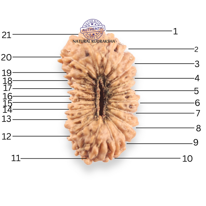 21 Mukhi Indonesian Rudraksha - Bead No. 165