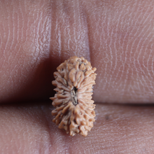 Load image into Gallery viewer, 21 Mukhi Indonesian Rudraksha - Bead No. 165
