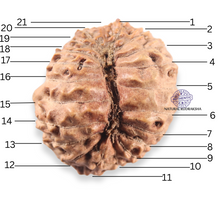 Load image into Gallery viewer, 21 Mukhi Indonesian Rudraksha - Bead No. 166

