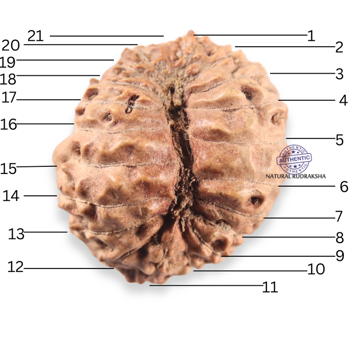 21 Mukhi Indonesian Rudraksha - Bead No. 166