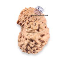 Load image into Gallery viewer, 21 Mukhi Indonesian Rudraksha - Bead No. 166
