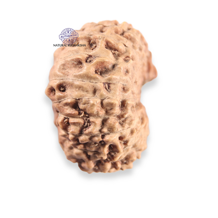 21 Mukhi Indonesian Rudraksha - Bead No. 166