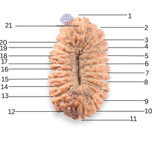 Load image into Gallery viewer, 21 Mukhi Indonesian Rudraksha - Bead No. 167
