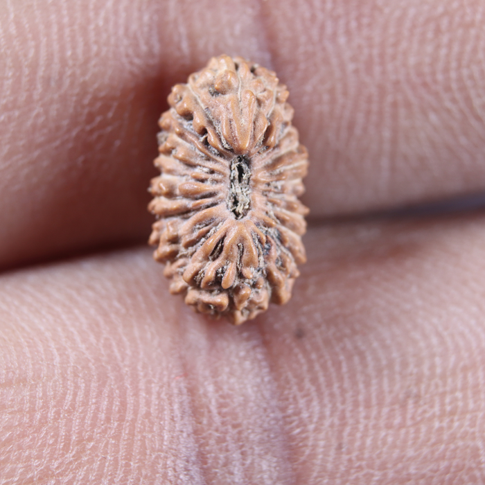 21 Mukhi Indonesian Rudraksha - Bead No. 167