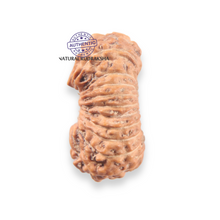 Load image into Gallery viewer, 21 Mukhi Indonesian Rudraksha - Bead No. 167
