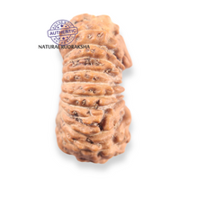 Load image into Gallery viewer, 21 Mukhi Indonesian Rudraksha - Bead No. 167
