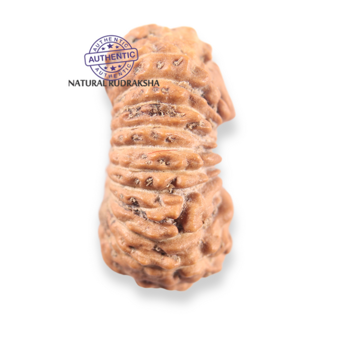 21 Mukhi Indonesian Rudraksha - Bead No. 167