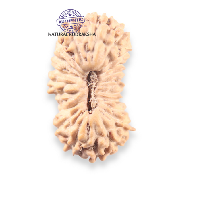 21 Mukhi Indonesian Rudraksha - Bead No. 168