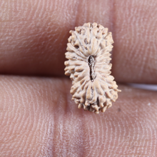 Load image into Gallery viewer, 21 Mukhi Indonesian Rudraksha - Bead No. 168

