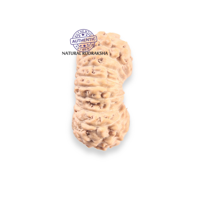 21 Mukhi Indonesian Rudraksha - Bead No. 168