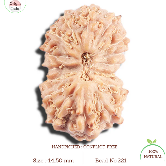 17 Mukhi Rudraksha from Indonesia - Bead No. 221