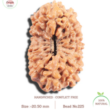 Load image into Gallery viewer, 17 Mukhi Rudraksha from Indonesia - Bead No.225

