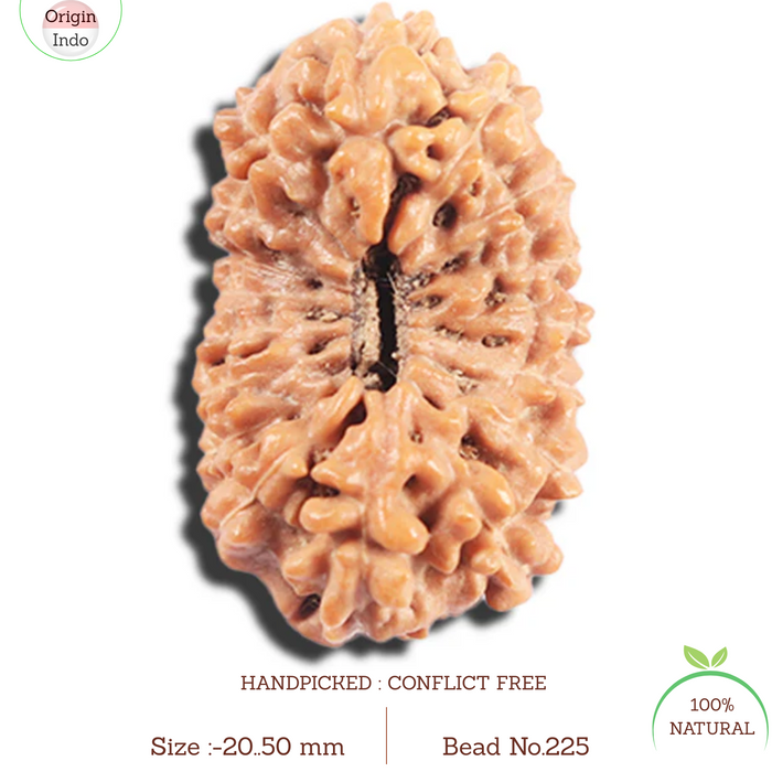 17 Mukhi Rudraksha from Indonesia - Bead No.225