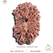 Load image into Gallery viewer, 17 Mukhi Rudraksha from Indonesia - Bead No. 226

