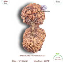 Load image into Gallery viewer, 22 Mukhi Gaurishankar Rudraksha from Indonesia
