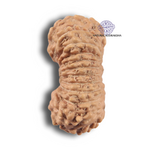 Load image into Gallery viewer, 22 Mukhi Rudraksha from Indonesia - Bead No 22AG
