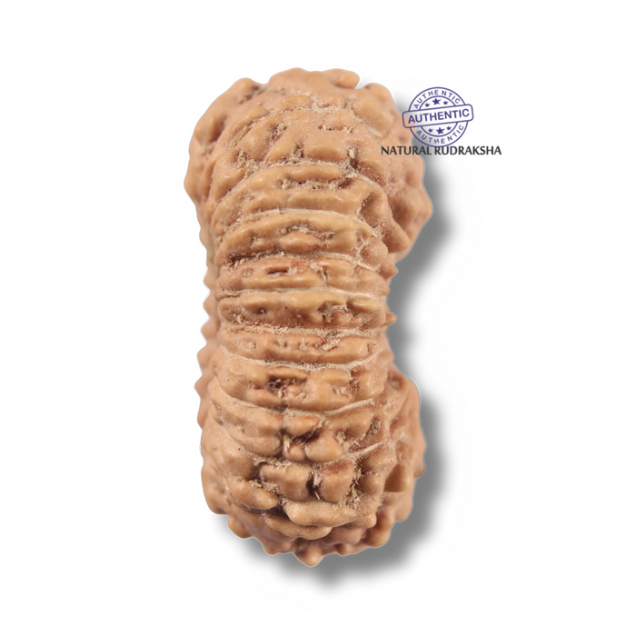 22 Mukhi Rudraksha from Indonesia - Bead No 22AG