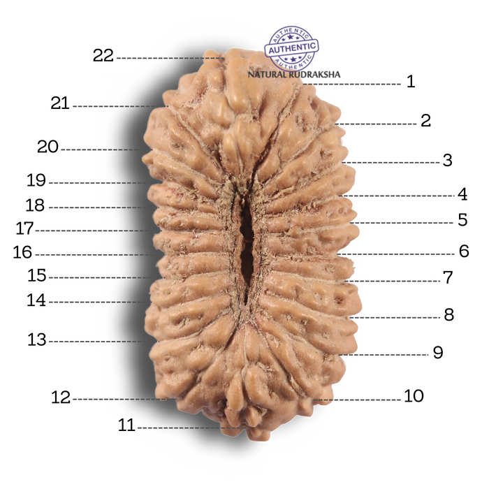 22 Mukhi Rudraksha from Indonesia - Bead No 22AG