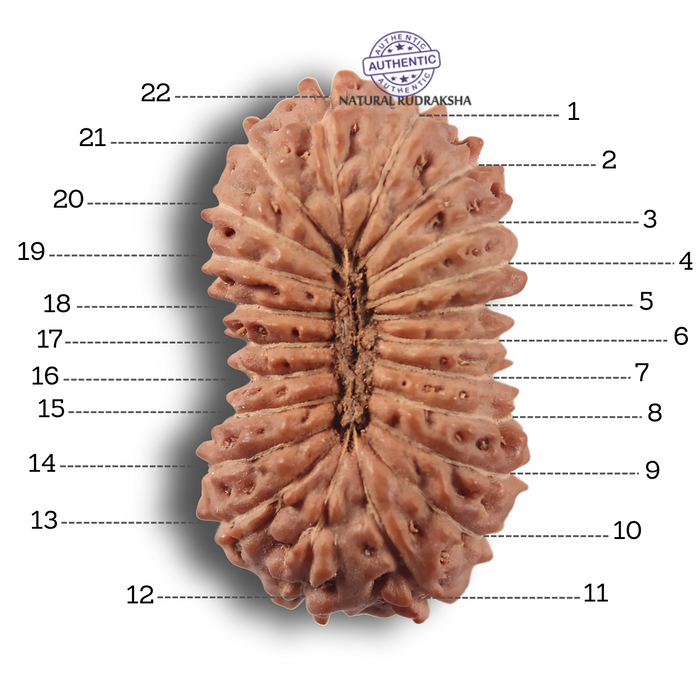 22 Mukhi Rudraksha from Indonesia - Bead No 22AH