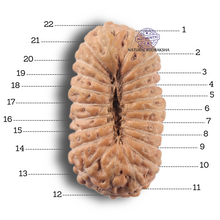 Load image into Gallery viewer, 22 Mukhi Rudraksha from Indonesia - Bead No 22AI
