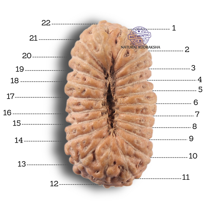 22 Mukhi Rudraksha from Indonesia - Bead No 22AI