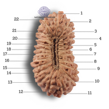 Load image into Gallery viewer, 22 Mukhi Rudraksha from Indonesia - Bead No 22AJ
