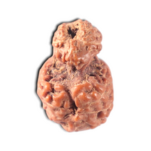 Load image into Gallery viewer, Indonesian Garbh Gauri Rudraksha - Bead No. 22

