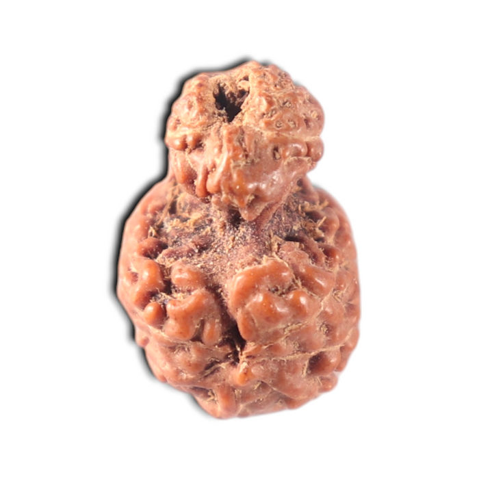 Indonesian Garbh Gauri Rudraksha - Bead No. 22