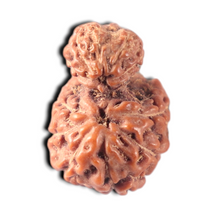Load image into Gallery viewer, Indonesian Garbh Gauri Rudraksha - Bead No. 22
