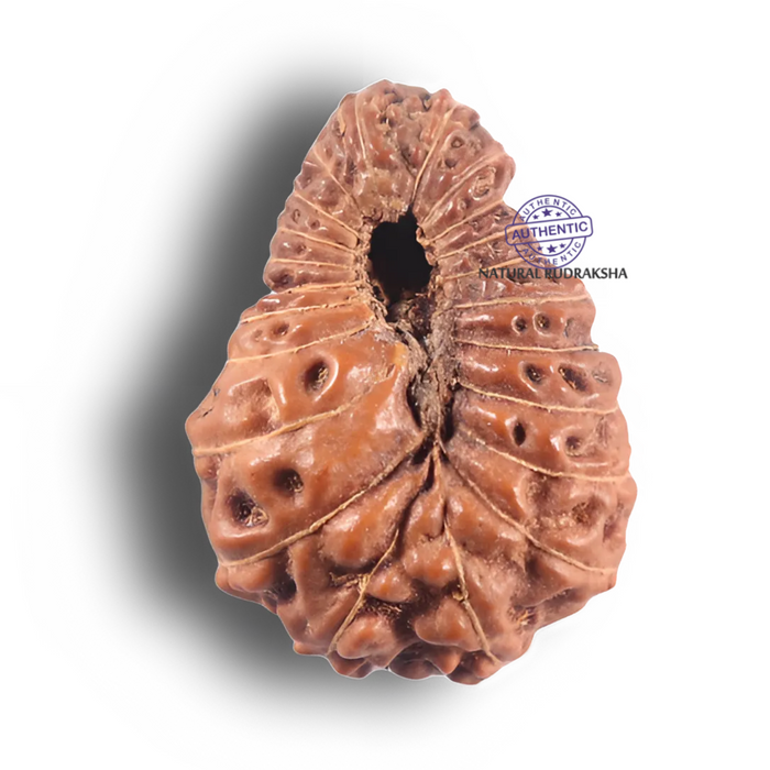 22 Mukhi Rudraksha from Indonesia - Bead No N