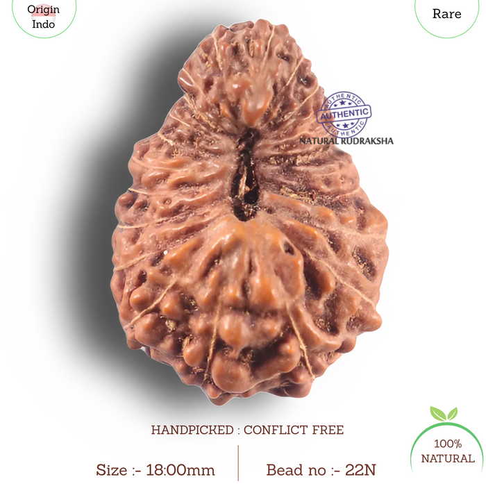 22 Mukhi Rudraksha from Indonesia - Bead No N