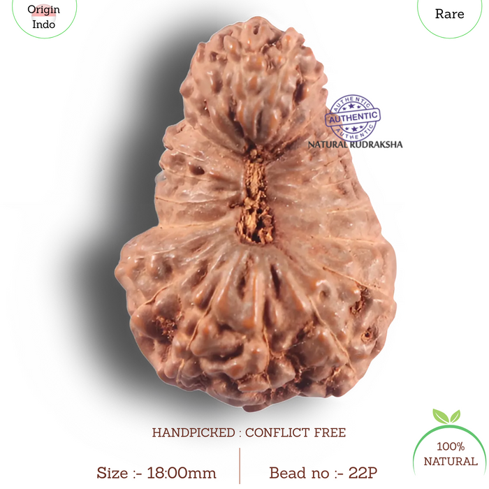 22 Mukhi Rudraksha from Indonesia - Bead No P