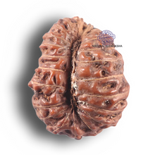 Load image into Gallery viewer, 22 Mukhi Rudraksha from Indonesia - Bead No Y
