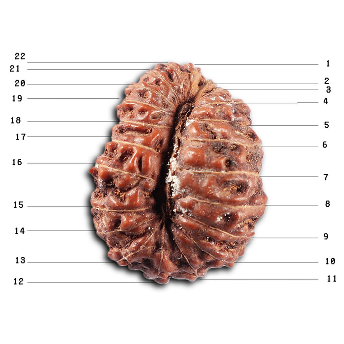 22 Mukhi Rudraksha from Indonesia - Bead No Y