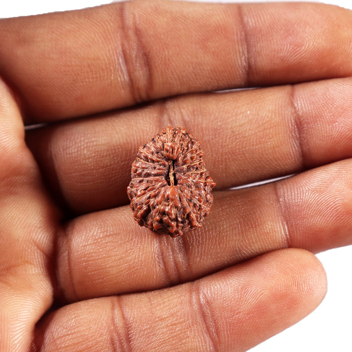 22 Mukhi Rudraksha from Indonesia - Bead No Y