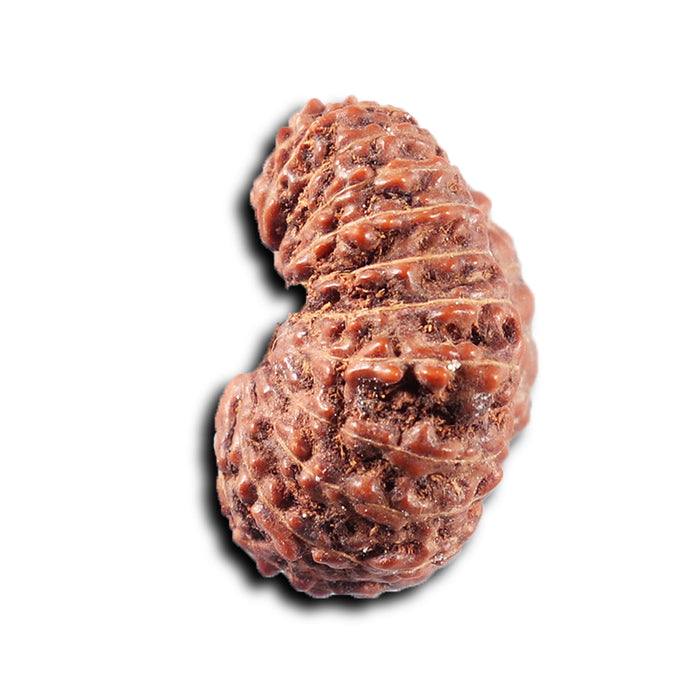 22 Mukhi Rudraksha from Indonesia - Bead No Y