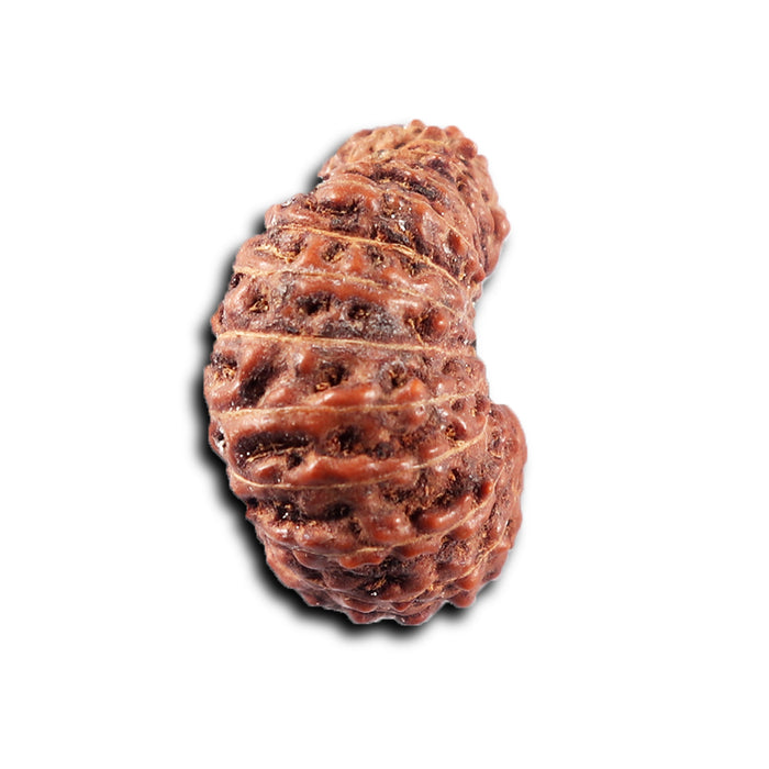 22 Mukhi Rudraksha from Indonesia - Bead No Y