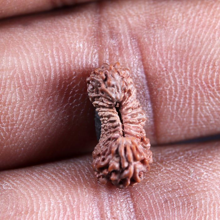 22 Mukhi Rudraksha from Indonesia