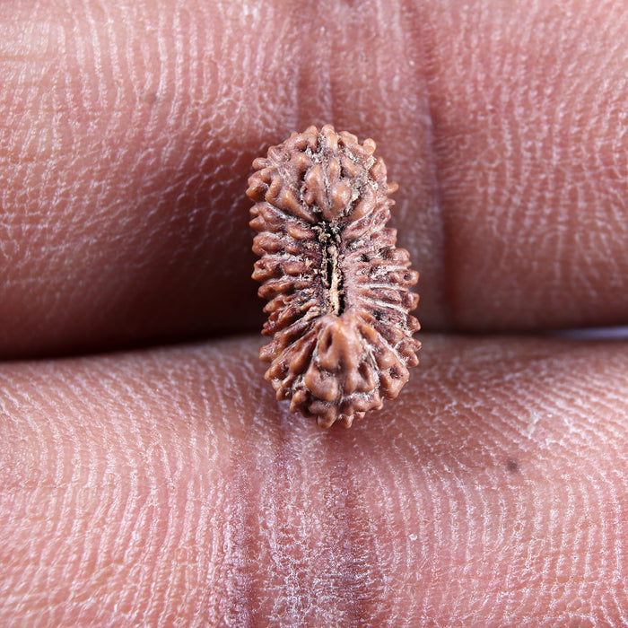 22 Mukhi Rudraksha from Indonesia