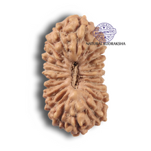 Load image into Gallery viewer, 22 Mukhi Rudraksha from Indonesia - Bead No 22AG
