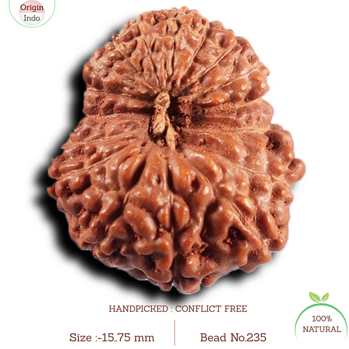 17 Mukhi Rudraksha from Indonesia - Bead No. 235