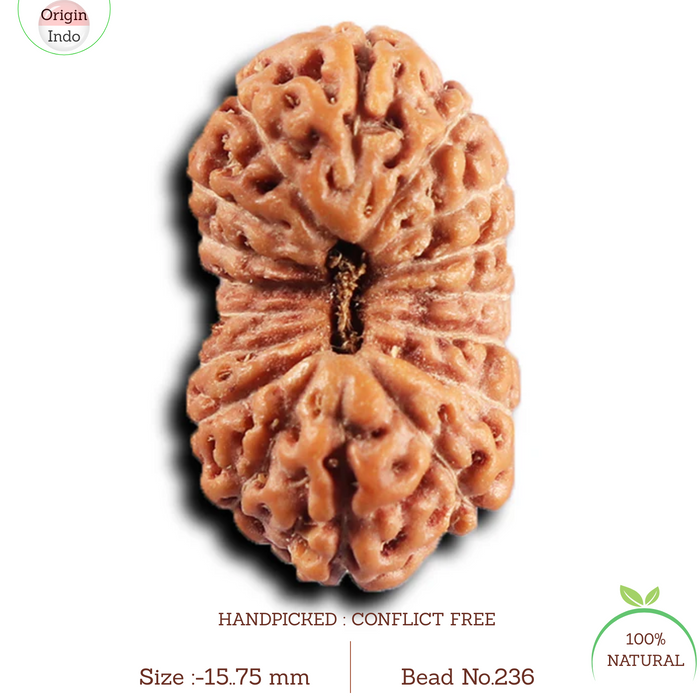 17 Mukhi Rudraksha from Indonesia - Bead No. 236
