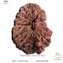Load image into Gallery viewer, 17 Mukhi Rudraksha from Indonesia - Bead No. 239
