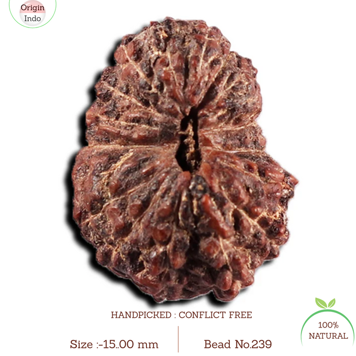 17 Mukhi Rudraksha from Indonesia - Bead No. 239